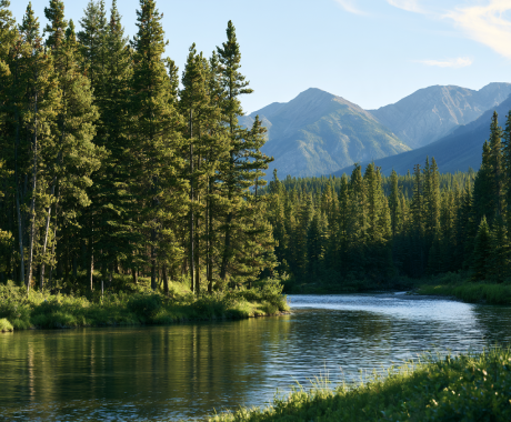 Dense green pine and aspen forest in the Canadian Rockies foothills