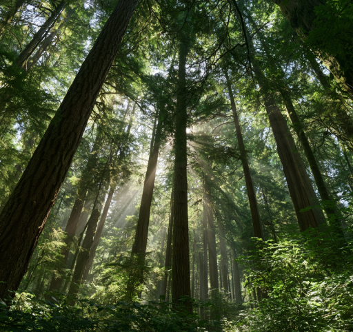 Temperate rainforest with moss-covered Douglas firs in BC