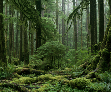 Lush moss and tall cedar trees in a coastal temperate rainforest
