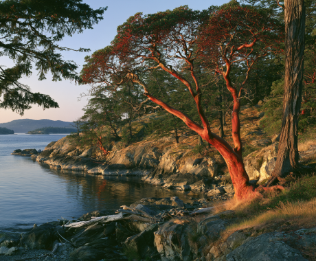 Quiet Gulf Island cove with calm water and arbutus trees