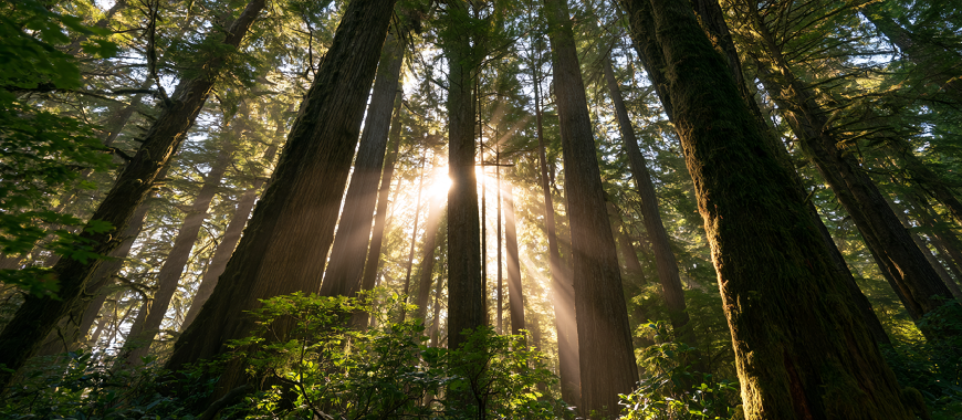 Sunlight streaming through ancient Canadian evergreen canopy