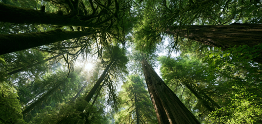 Pacific coastal rainforest old growth cedar canopy
