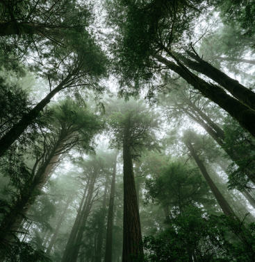 Misty Canadian coastal rainforest canopy